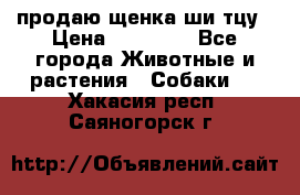 продаю щенка ши-тцу › Цена ­ 10 000 - Все города Животные и растения » Собаки   . Хакасия респ.,Саяногорск г.